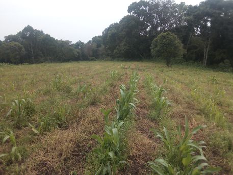 sorghum plants sorghum plants
